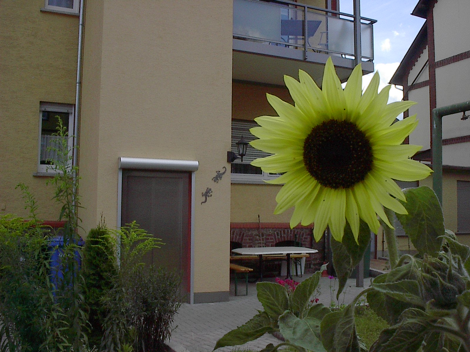 1-1 Sonnenblume.jpg
